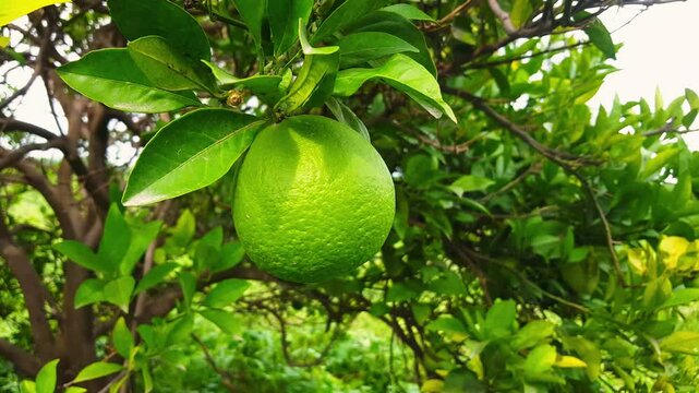 Bergamot orange. Citrus fruits of sour orange bergamot riping on thee close up.green Fruits of Bergamot orange on tree, Citrus bergamia. green