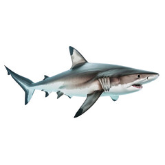 Obraz premium Shark Isolated On White Background With Detailed Features