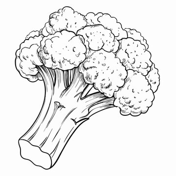 Single broccoli floret, black and white illustration