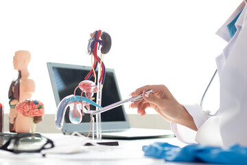Asian female doctor suspected of having prostate cancer using a model of the male reproductive...
