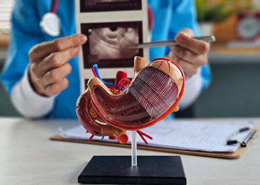 Doctor examines stomach model and ultrasound image