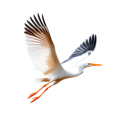 Obraz premium A graceful bird in flight with detailed wings and vibrant colors, white isolate background