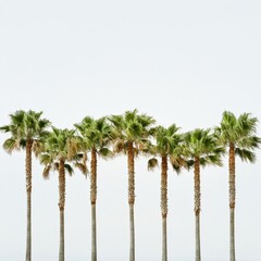 Obraz premium seven palm trees stand against a white background