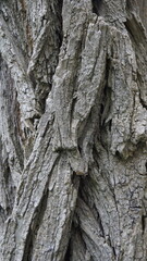 Tree bark texture close-up, tree bark in gray shades