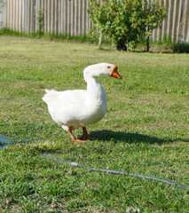 A white goose on the green grass on a sunny day