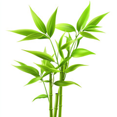 Fototapeta premium Bamboo plant with vibrant green leaves on a white isolated background.