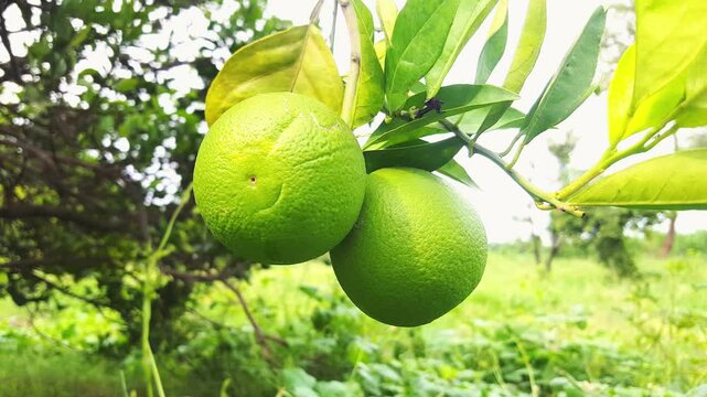 Bergamot orange. Citrus fruits of sour orange bergamot riping on thee close up.green Fruits of Bergamot orange on tree, Citrus bergamia. green