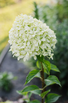 Pale lime with white inflorescences of paniculate hydrangea Pixio in the garden