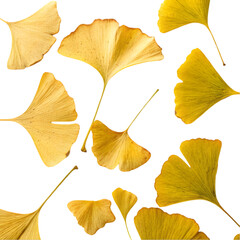 Naklejka premium gingko biloba leaves on transparent background