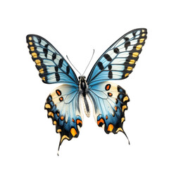 Fototapeta premium A Stunning Blue Butterfly with Black and Yellow Markings on its Wings Against a Black Background