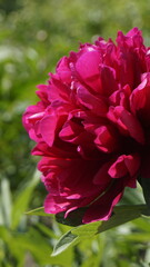 Bright blooming peony flower close-up among greenery