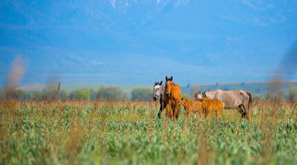 Fototapeta premium Horse and newborn foal on the background of mountains, a herd of horses graze in a meadow in summer and spring, the concept of cattle breeding, with place for text.
