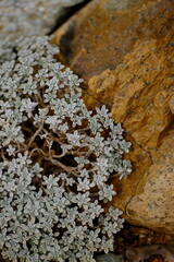 a macro view of a small-leaved plant growing beside a rock. The silvery tones of the plant and the yellowish-brown texture of the rock showcase the contrasting yet harmonious colors of nature.