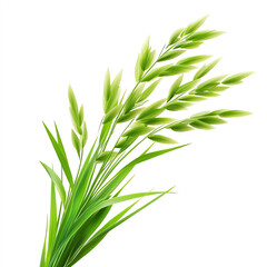 Obraz premium Green grass plant with long elegant leaves on a white isolated background.