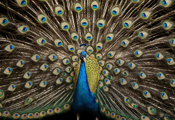 Obraz premium peacock with feathers