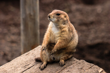 A small brown animal with a black nose sits on a log
