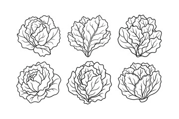 Lettuce (Lactuca sativa) design, labeled line art vector illustration