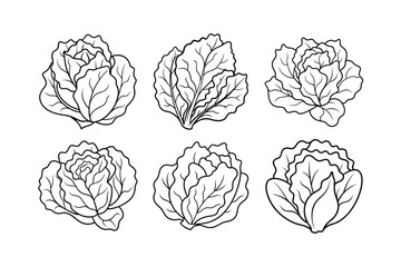 Lettuce (Lactuca sativa) design, labeled line art vector illustration