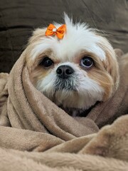 Shitzu dog in the cold with blanket