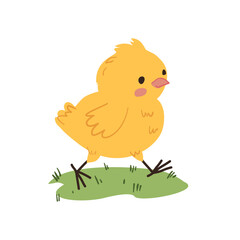 Cute Yellow Chick Walking on Grass