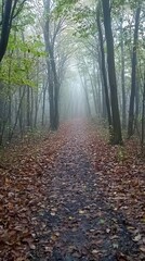 Obraz premium Serene Foggy Forest Path in Autumn with Fallen Leaves and Trees