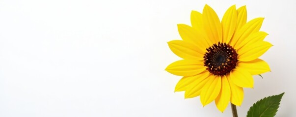 Single sunflower, vibrant yellow petals, pristine white background, graphic, vibrant, vibrant yellow