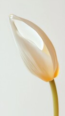 Elegant White Tulip Bud with Delicate Petals and Light Reflection