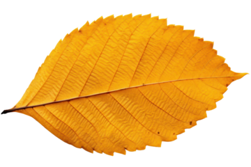 Close-up view of a vibrant yellow alder leaf displaying detailed veins and a rich texture, contrasted against a subtle gray beige backdrop