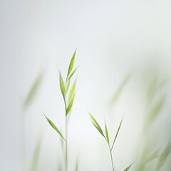 Obraz premium close up of grass blades against a white background