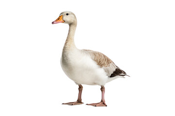Obraz premium Cute long-necked goose with a fluffy white chest and a calm demeanor, standing tall and looking off to the side