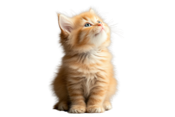 Cute little fluffy kitten with blue eyes sitting and looking up, fur slightly ruffled, on a gray background