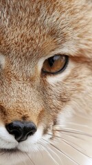 Obraz premium Captivating close-up of wild animal eyes nature setting warmth in the moment intimate perspective