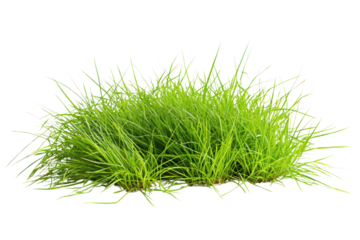 Lush spring green grass with fresh blades, showcasing vibrant color and natural texture.