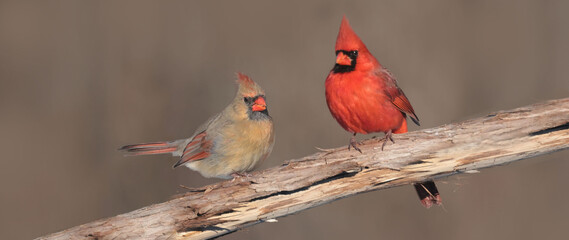 Cardinals in winter on branch with forested background behind