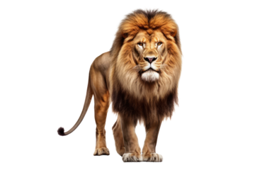 Majestic lion standing proudly, showcasing its golden mane and powerful physique, with piercing amber eyes gazing into the distance