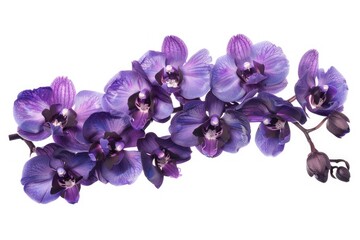 Flawless Picture of Purple Orchid Flowers Isolated on Transparent Background