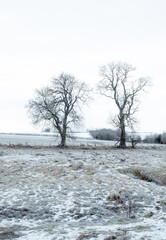 Bare Trees In Frozen Fields During Winter In Netherton In The Northumberland National Park