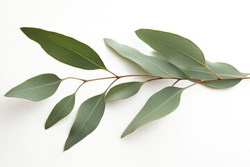Obraz premium eucalyptus leaves on a branch
