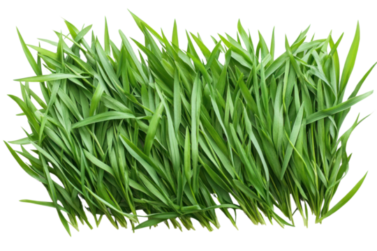 Top view of vibrant spring green grass, with fine details of individual blades clearly visible.