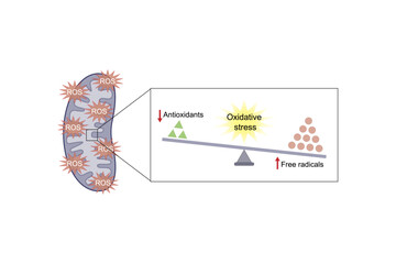 Oxidative stress, an imbalance of free radicals and antioxidants. Vector scientific illustration.