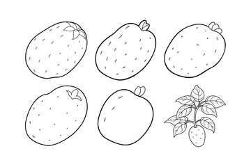 Potato (Solanum tuberosum) design, labeled line art vector illustration