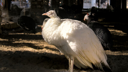 Young White Peacock Resting in Sunlit Aviary
