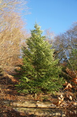 The spruce tree