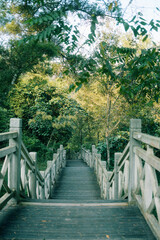 Sunlit Wooden Bridge in Lush Forest