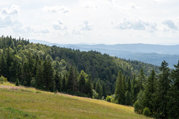 Mountains ranges in the Carpathians. Hills, forest and meadows. Green valley trees. Landscape Ukraine. Smereka pine
