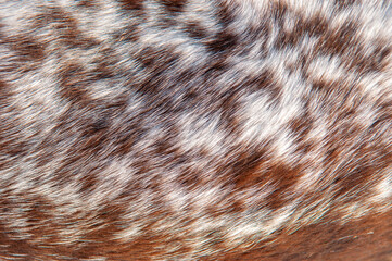 Beautiful spotted fur close-up. Texture of brown animal wool. Dog fur.