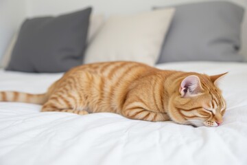 Ginger Cat Napping in Cozy Bed