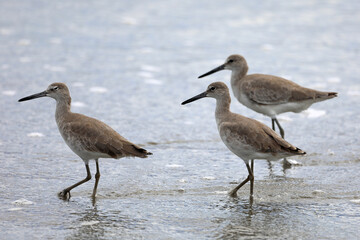 The willet (Tringa semipalmata) is a large shorebird (sandpiper) in the family Scolopacidae. Samara beach of the Pacific Ocean. Guanacaste province, Nicoya Peninsula. Costa Rica, Central America