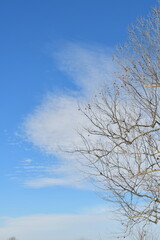 White Clouds and Blue Sky Over Bare Tree