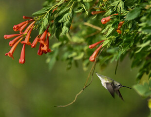 hummingbird on a flower